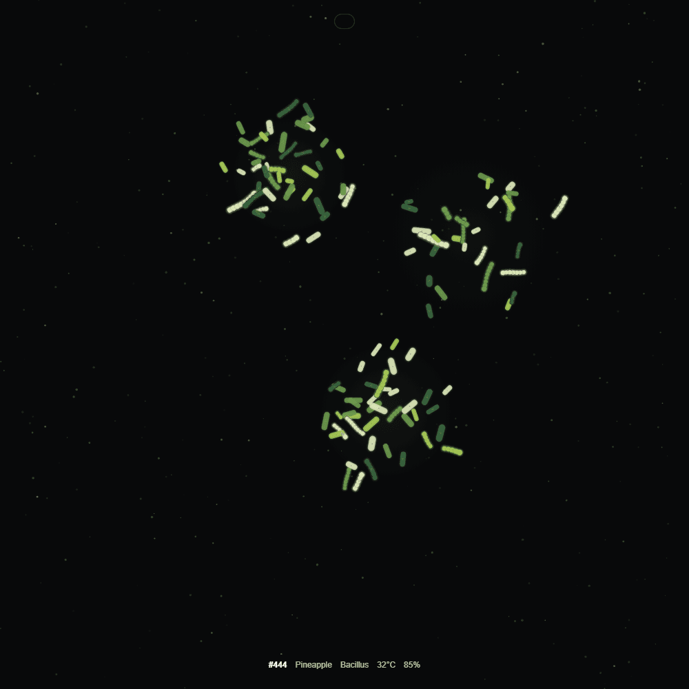 Fermented Culture #444